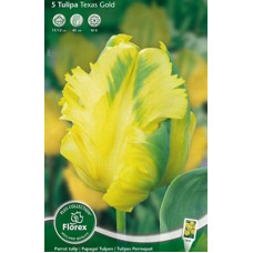 Тюльпан Техас Голд