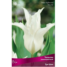 Тюльпан Тре Шик