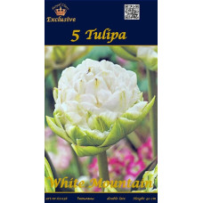 Тюльпан Вайт Маунтин