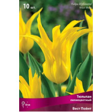 Тюльпан Вест Пойнт 