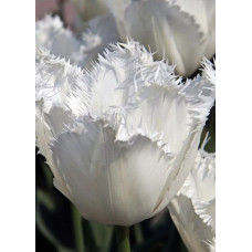 Тюльпан Визионер