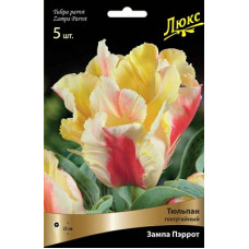 Тюльпан Зампа Пэррот