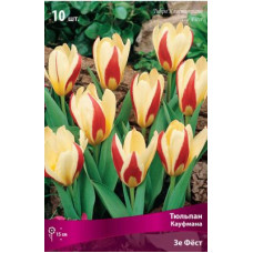 Тюльпан Зе Фёст