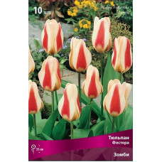 Тюльпан Зомби