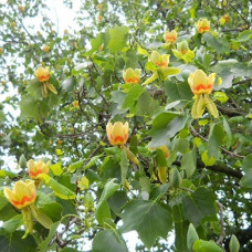 Тюльпанное дерево (Лириодендрон китайский)