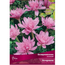 Безвременник осенний Уотерлили