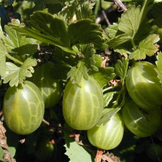 Крыжовник Уральский виноград