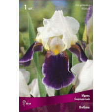 Ирис Вабаш (бородатый)