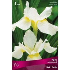 Ирис Вайт Свёл (сибирский)
