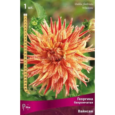 Георгина Вайнсом (бахромчатая)