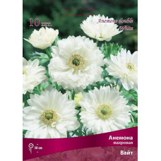 Анемона Вайт (махровая)