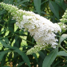 Буддлея Давида Вайт Букет