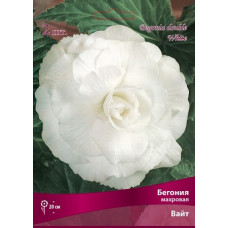 Бегония Вайт (махровая)