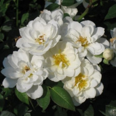 Роза миниатюрная Вайт Кове