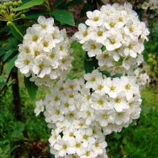 Спирея  Вангутта (живая изгородь)