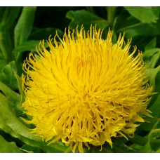 Василёк крупноголовый  