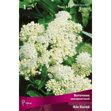 Ваточник  Айс Бэлей (инкарнатный) 