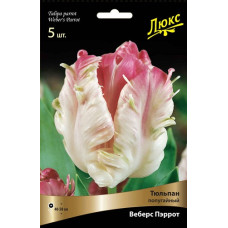Тюльпан Веберс Пэррот