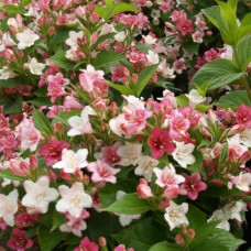 Вейгела цветущая Марджори  