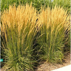 Вейник остроцветковый Карл Фоэстер  