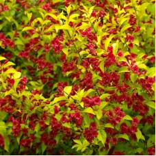 Вейгела Лоймансей Ауреа (гибридная)