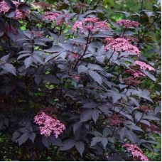 Вейгела Олл Саммэ Ред (гибридная)