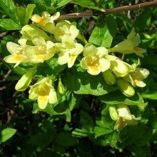 Вейгела Миддендорфа