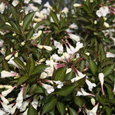 Вейгела Блэк энд Вайт (гибридная)