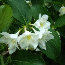 Вейгела Бристол Сноуфлейк (цветущая)