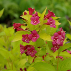 Вейгела Джинс Голд (цветущая)