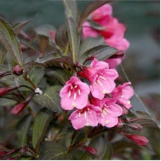 Вейгела цветущая Эльвера