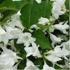 Вейгела Кандида (цветущая)