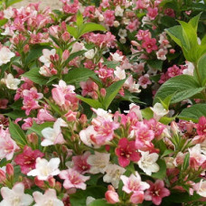 Вейгела цветущая Карнавал