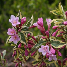 Вейгела Мэджикал Рейнбоу (цветущая)