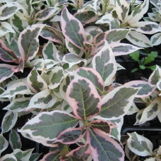 Вейгела Монет Вервей (цветущая) (серия ЛЮКС)