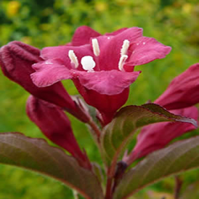 Вейгела Нана Пурпуреа (цветущая)