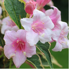 Вейгела Нана Вариегата (цветущая)