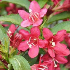 Вейгела Нейн Руж (цветущая)