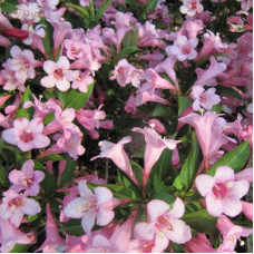 Вейгела Пинк Попет (цветущая) (серия ЛЮКС)