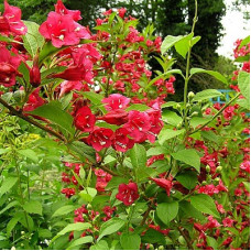 Вейгела Ред Принц (цветущая)