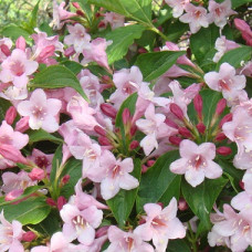 Вейгела цветущая Розеа