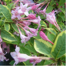 Вейгела Санни Принцесс (цветущая)