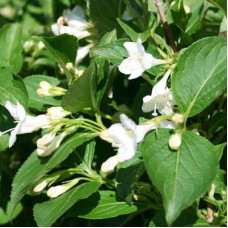 Вейгела Сноуфлейк (цветущая)