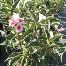 Вейгела Сьюзен (цветущая)