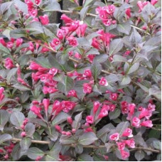 Вейгела Танго (цветущая)