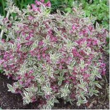 Вейгела Вервайг (цветущая)