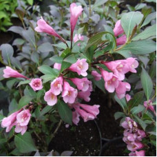 Вейгела Виктория (цветущая)