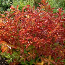 Вейгела Вингс оф Файер (цветущая) (серия ЛЮКС)