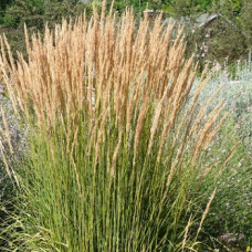 Вейник остроцветковый Аваланш