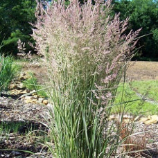 Вейник остроцветковый Овердам